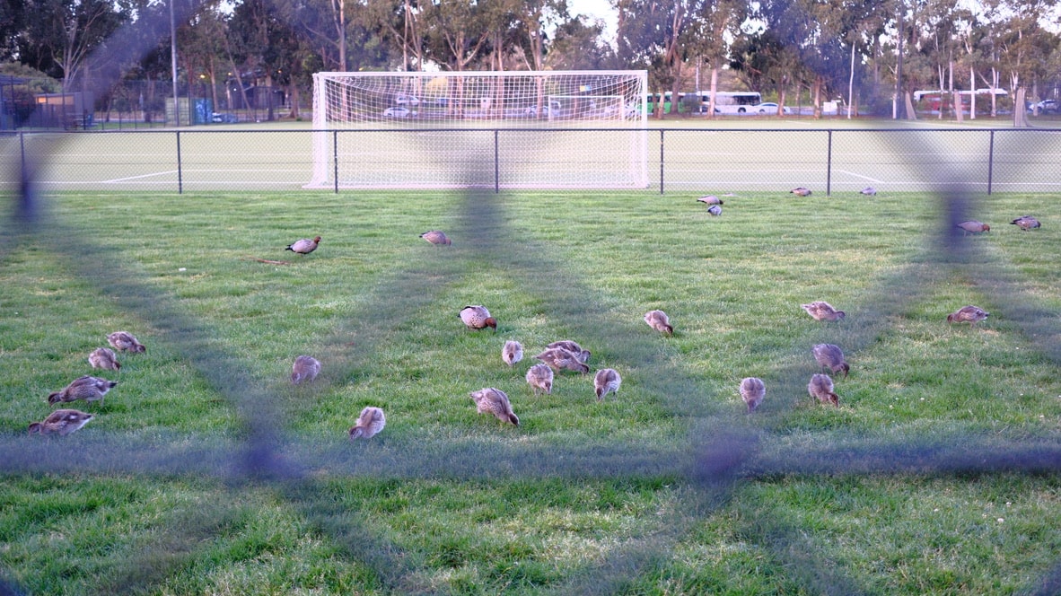 ducks