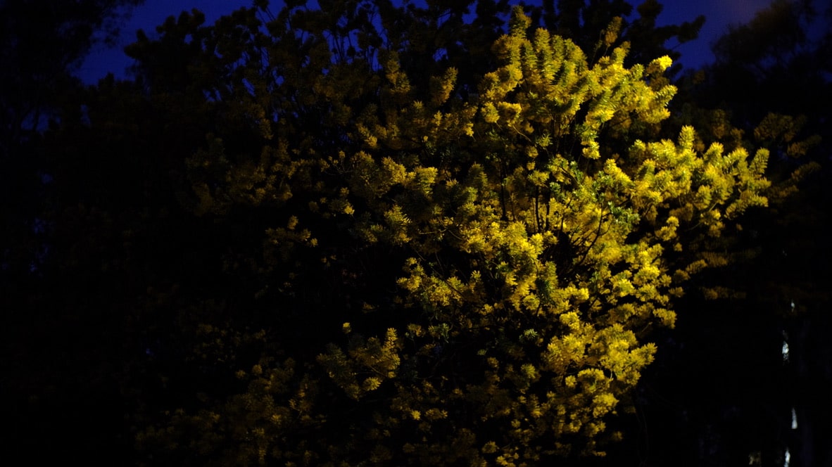 wattle