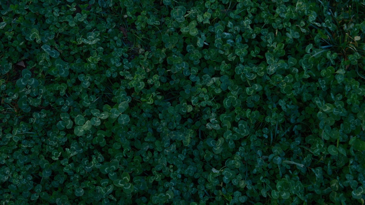 wk23-clover