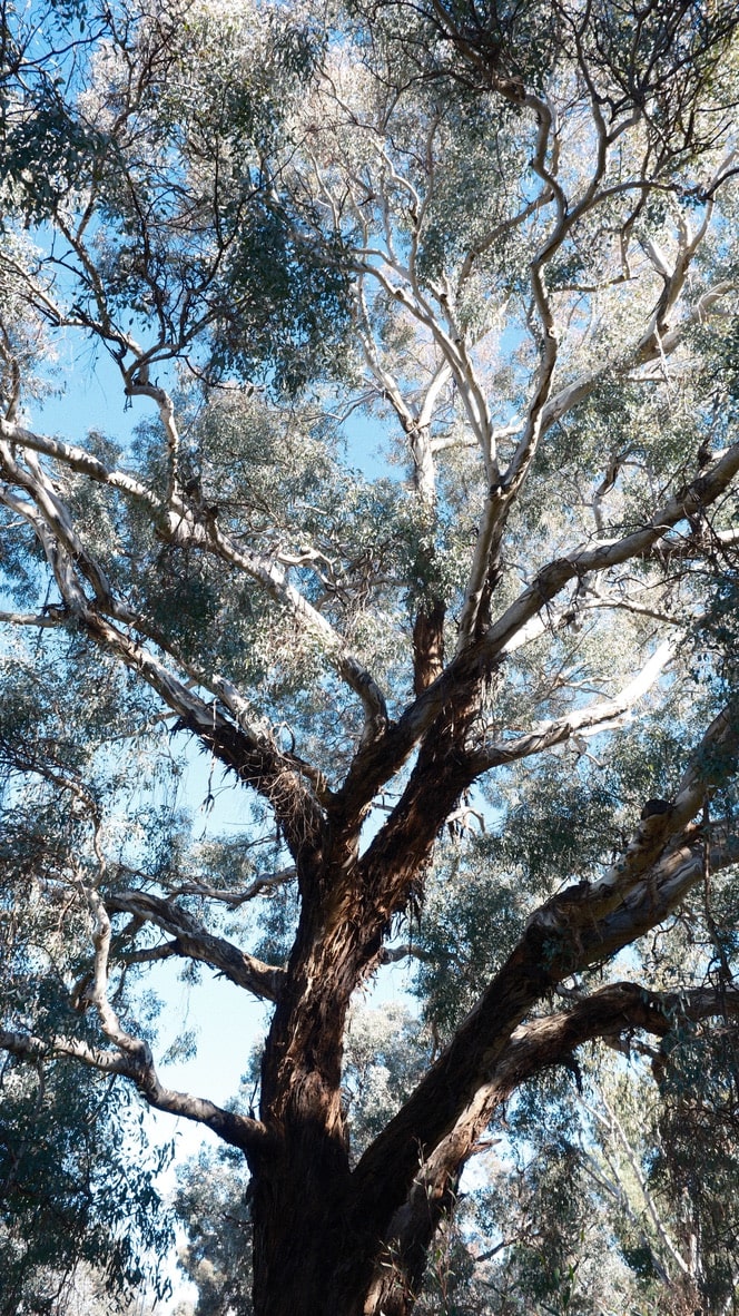wk23-tree
